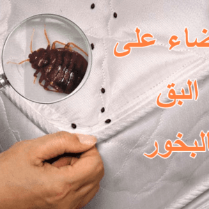 القضاء على البق بالبخور