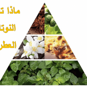 ماذا تعني النوتات العطرية